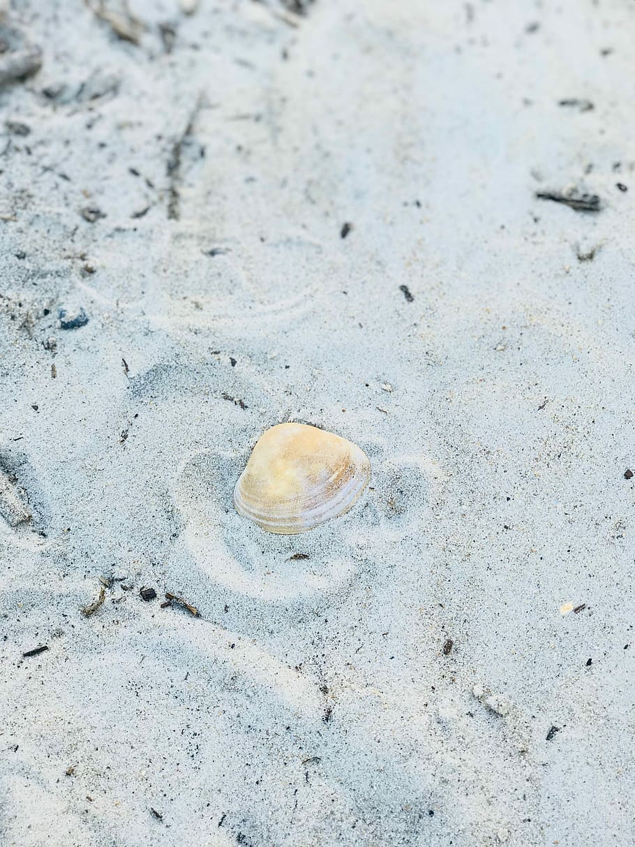 Alone amongst it all, seashell on gray sand, beach, prints, tracks HD wallpaper