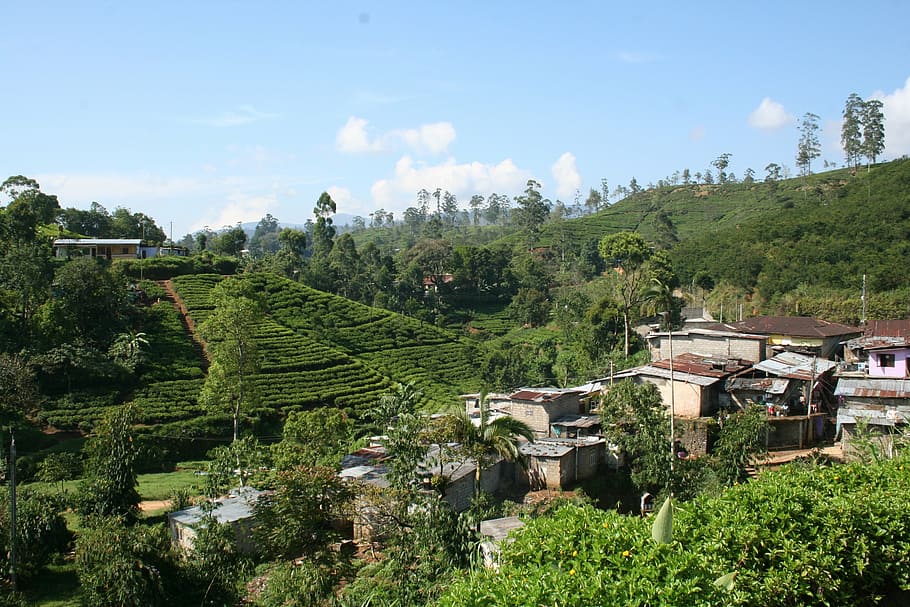 tea, plantation, sri lanka, nature, green, field, tree, hill, HD wallpaper