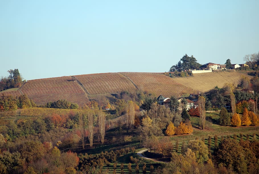 langhe, unesco, barolo, plant, tree, architecture, scenics - nature HD wallpaper