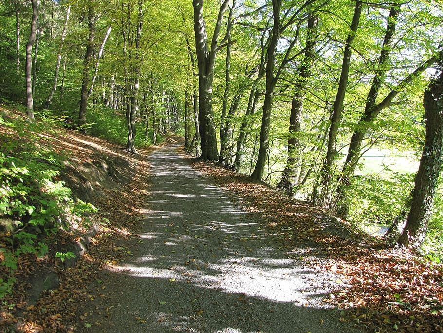 forest, away, nature, forest path, trees, trail, autumn, hiking HD wallpaper