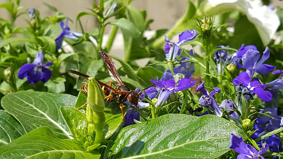 wasp, flowers, blue, sun, flowering plant, plant part, leaf HD wallpaper