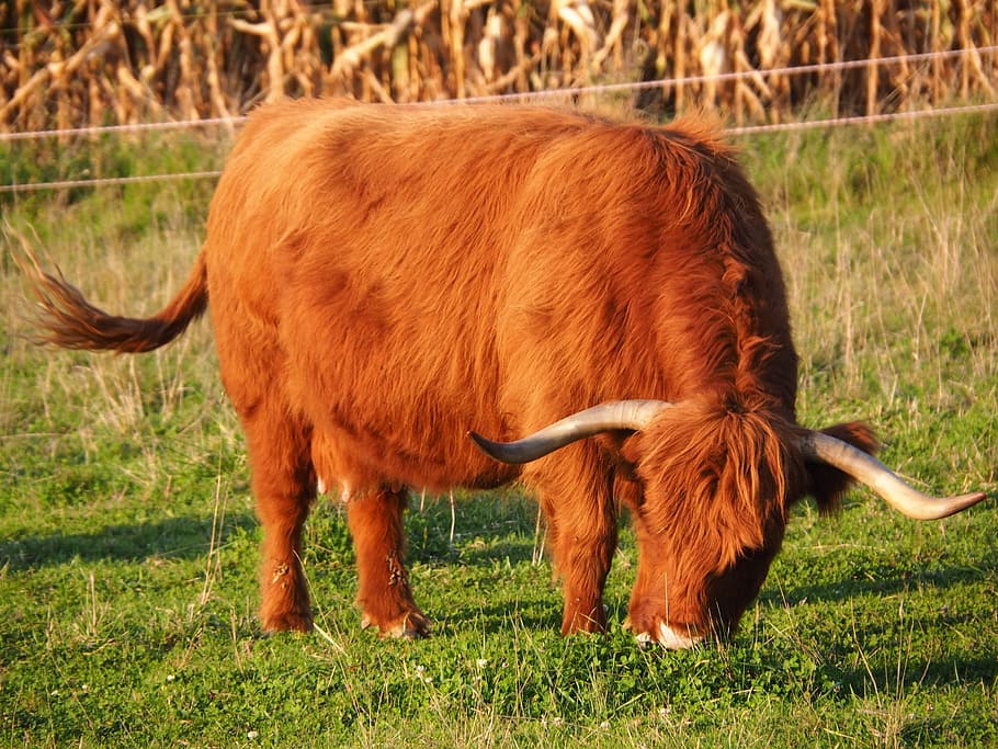 beef, calf, highlands, scottish hochlandrind, agriculture, cattle