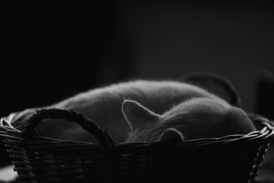short-haired cat on basket, Cats, Sleeping, Rest, White Cat, cats-basket