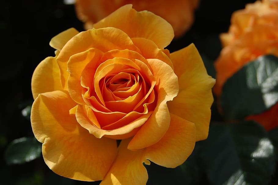 rose, summer, blossom, bloom, garden rose, rose blooms, orange HD wallpaper