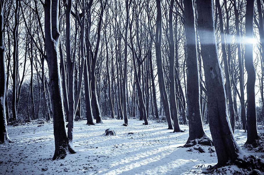 cold, snow, nature, sunny, forest, path, trees, winter, plant HD wallpaper