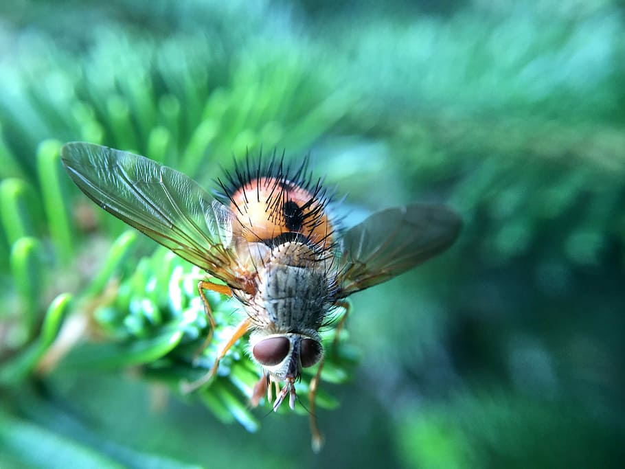 Macro Image of a fly, bug, flying, photo, insect, marco, public domain HD wallpaper