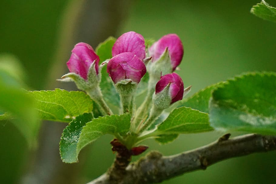 flower buds, apple tree blossom, spring, plant, plant part HD wallpaper