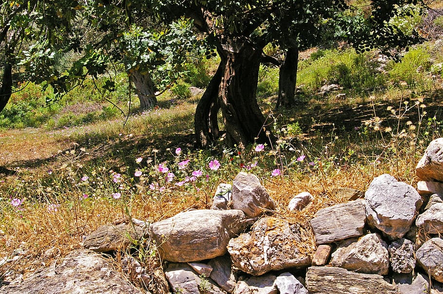 olive trees, old, log, wood, olives, plantation, eat, food HD wallpaper