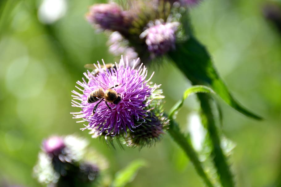 Bee, Diestel, Close, Insect, Honey, nature, thistle bud, pollination HD wallpaper
