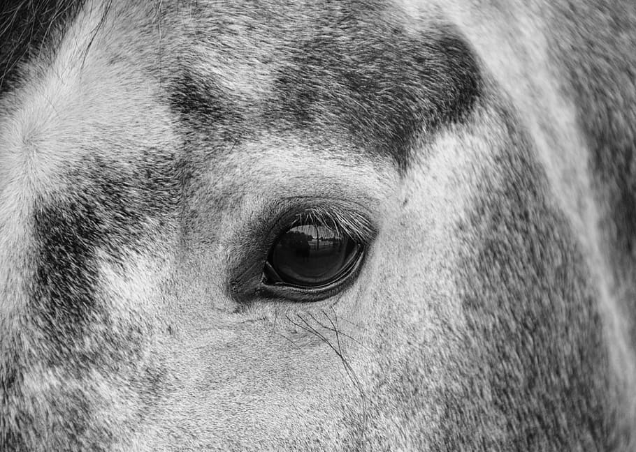 horse, œil, photo black white, eyes, look, domestic animal, HD wallpaper