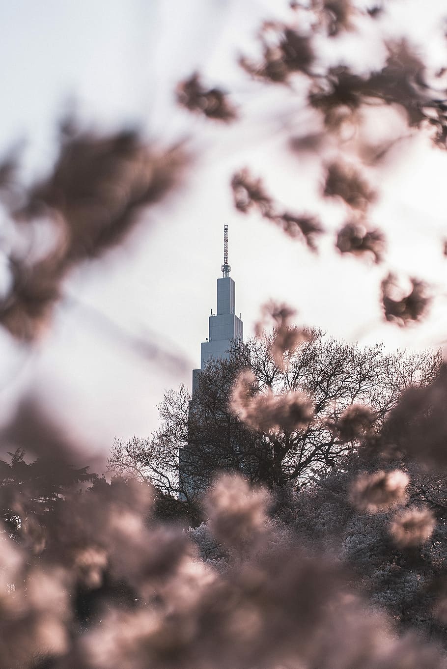 selective focus photography of tower building, selective focus photography of skyscraper building view through beige leaves HD wallpaper
