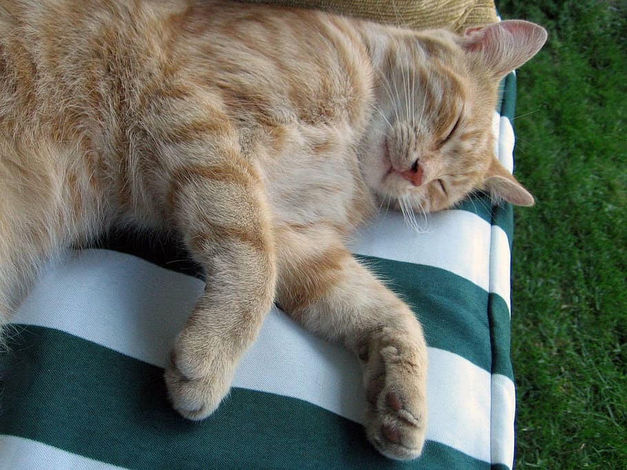 cat, tomcat, sleeps, lies, resting, domestic, pets, feline HD wallpaper