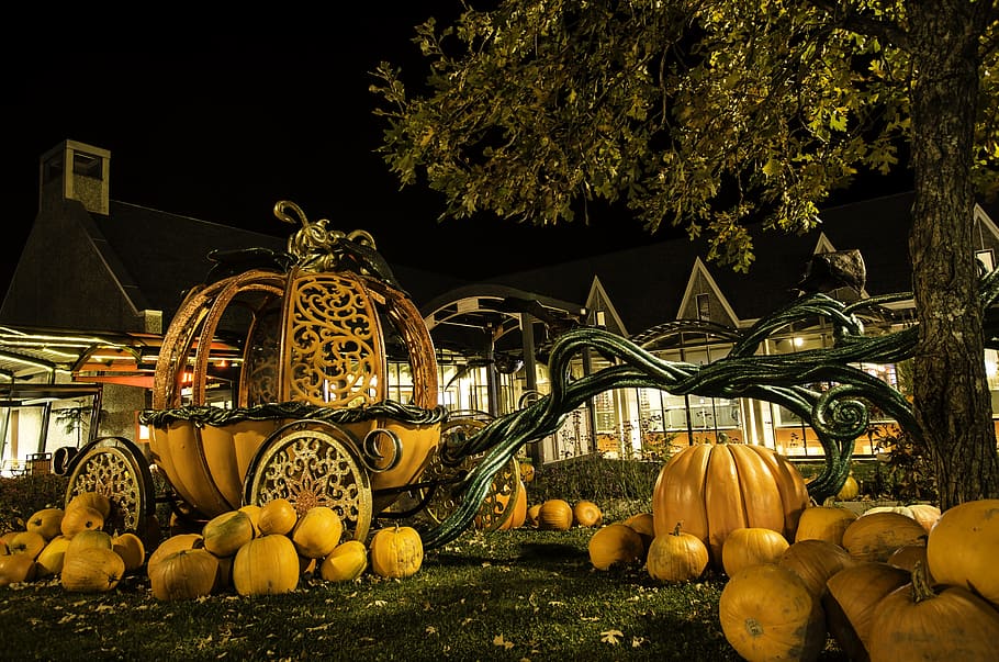 pumpkin, fall, halloween, lantern, fruit, tree, food and drink HD wallpaper