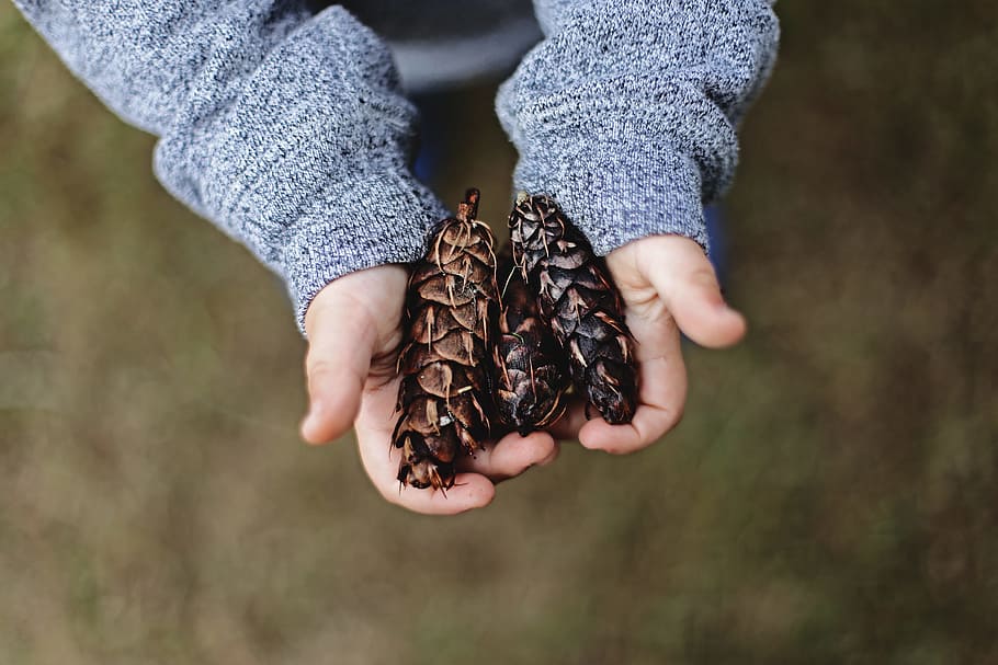 selective focus photography of person holding pine cones, person holding three black pinecones HD wallpaper