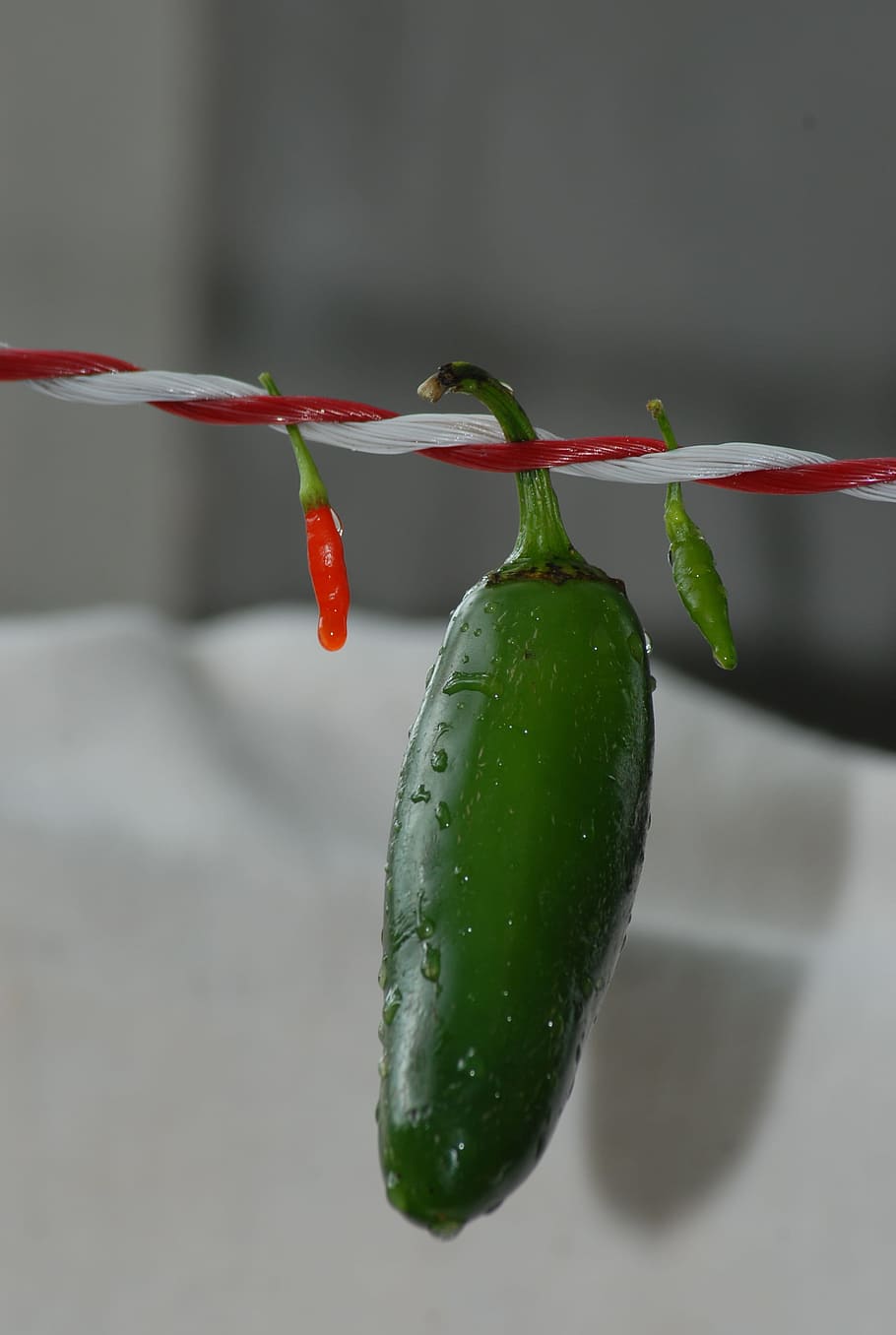 chile, flora, nature, close-up, focus on foreground, food, food and drink HD wallpaper