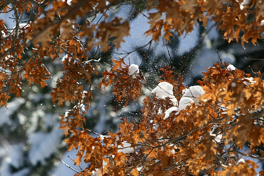 snow, winter, tree, nature, leaf, autumn, plant part, change HD wallpaper