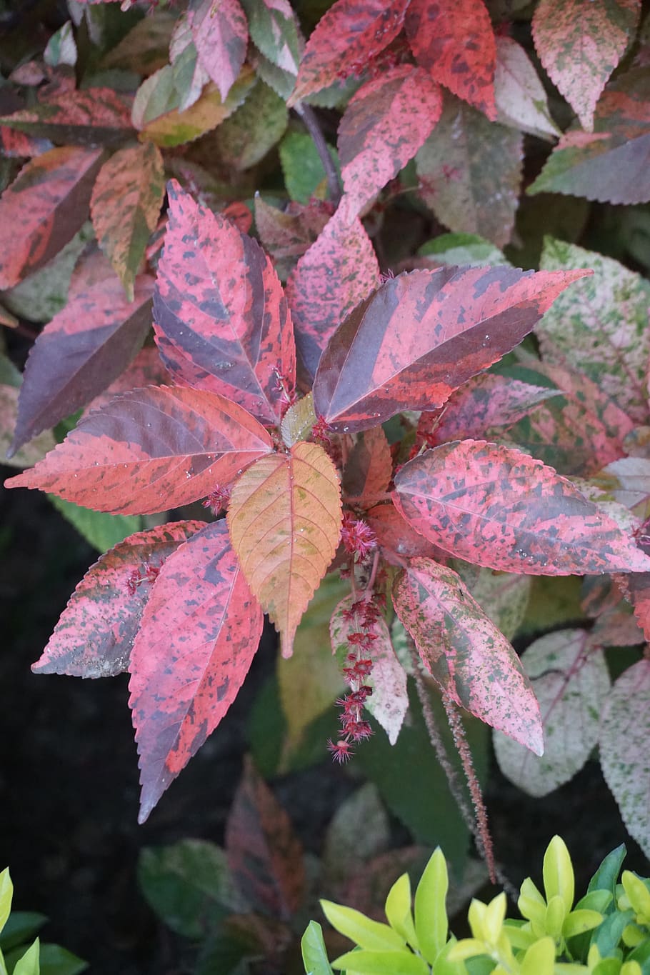 bright, leaf, nature, plant part, growth, beauty in nature HD wallpaper