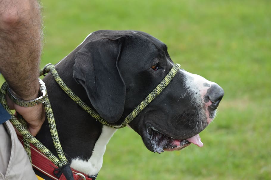 Dog, Great Dane, Canine, pets, grass, one animal, domestic animals HD wallpaper