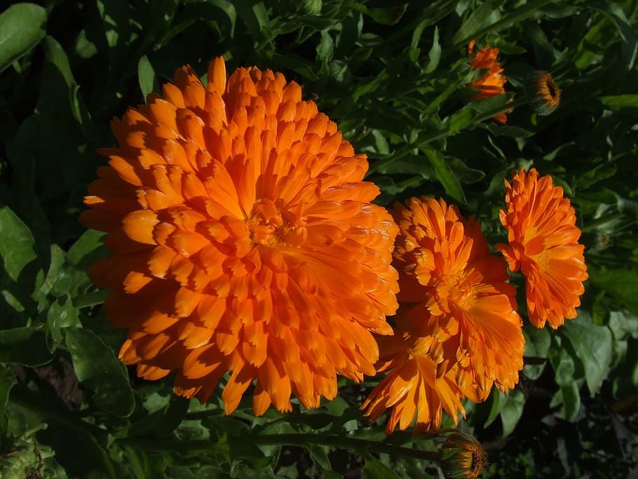Flower, Marigold, Calendula, Orange, blossom, bloom, nature HD wallpaper