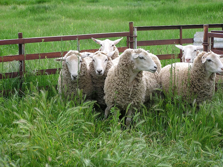 Sheep, Pen, in, farm, agriculture, grass, livestock, rural Scene HD wallpaper