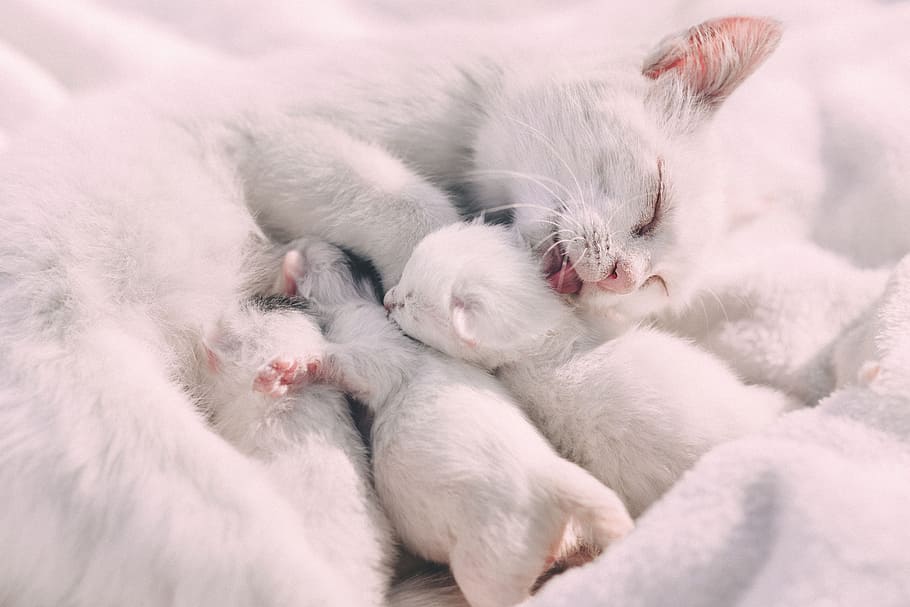 white cat, kitten, animal, feed, animal themes, cute, young animal HD wallpaper