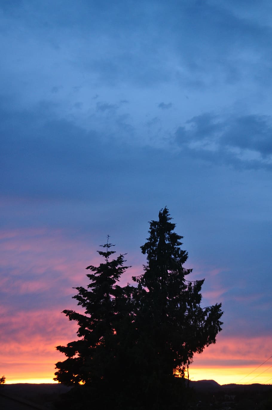 sky, sunset, tree, cloud, sunset sky, dusk, cloud - sky, plant HD wallpaper