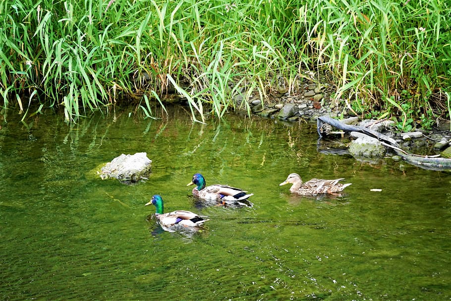 ducks, river, nature, bird, animal, wildlife, water, lake, pond HD wallpaper
