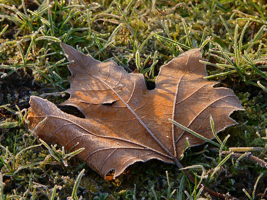 leaf, maple, frost, winter, ripe, cold, tree, maple leaf, leaves HD wallpaper