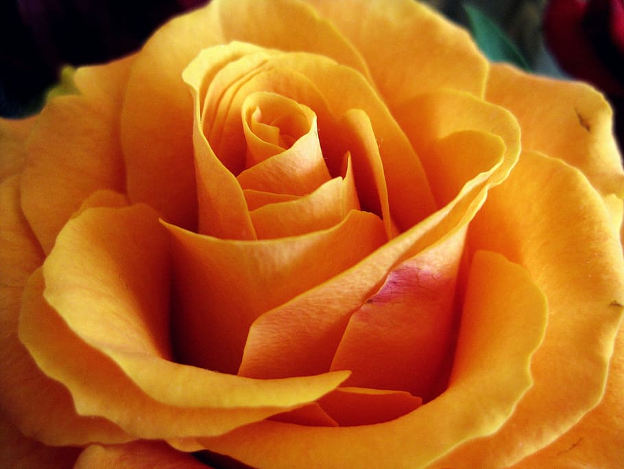 rose, flower, nature, flowering plant, fragility, petal, vulnerability HD wallpaper