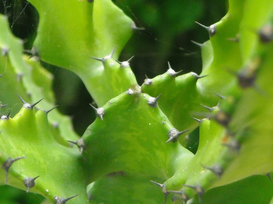 cactus, thorn, plants, green, green color, growth, no people HD wallpaper