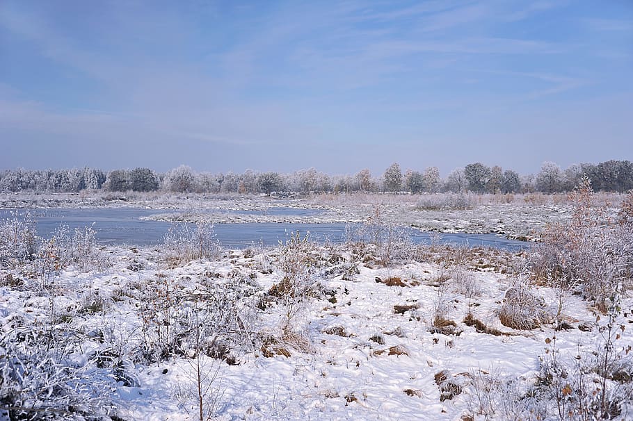 Landscape, Peat, Moor, Snow, Hoarfrost, trees, cold, winter HD wallpaper