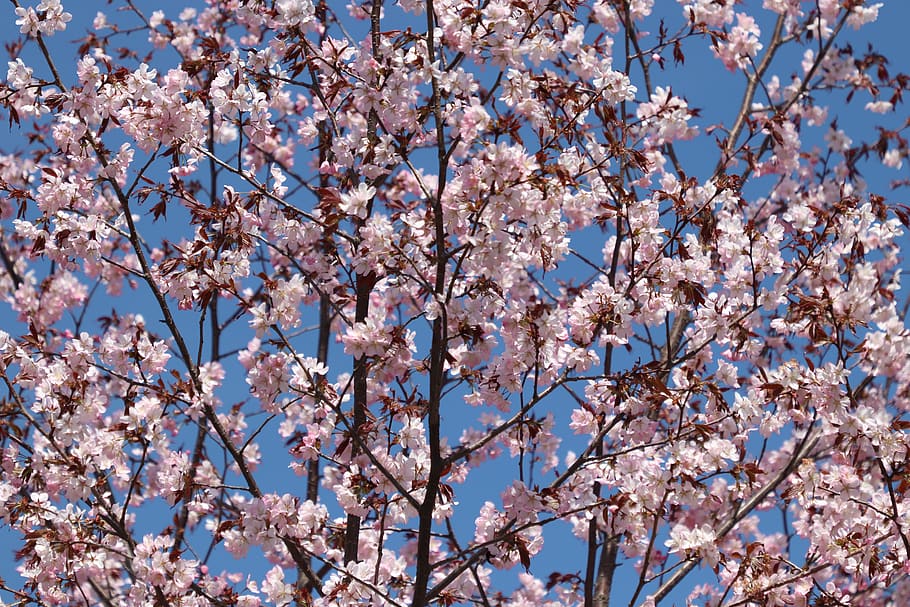 sakura, bloom, spring, tree, pink, japanese, nature, flowers HD wallpaper