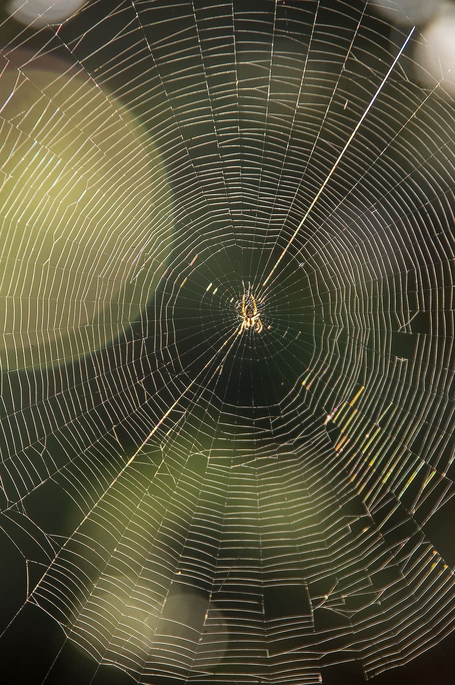 web, spider, trap, silken, symmetry, insect, sunlight, wild HD wallpaper