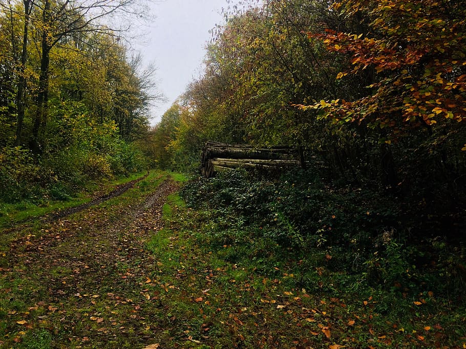 forest, autumn, trees, leaves, plant, nature, land, growth HD wallpaper