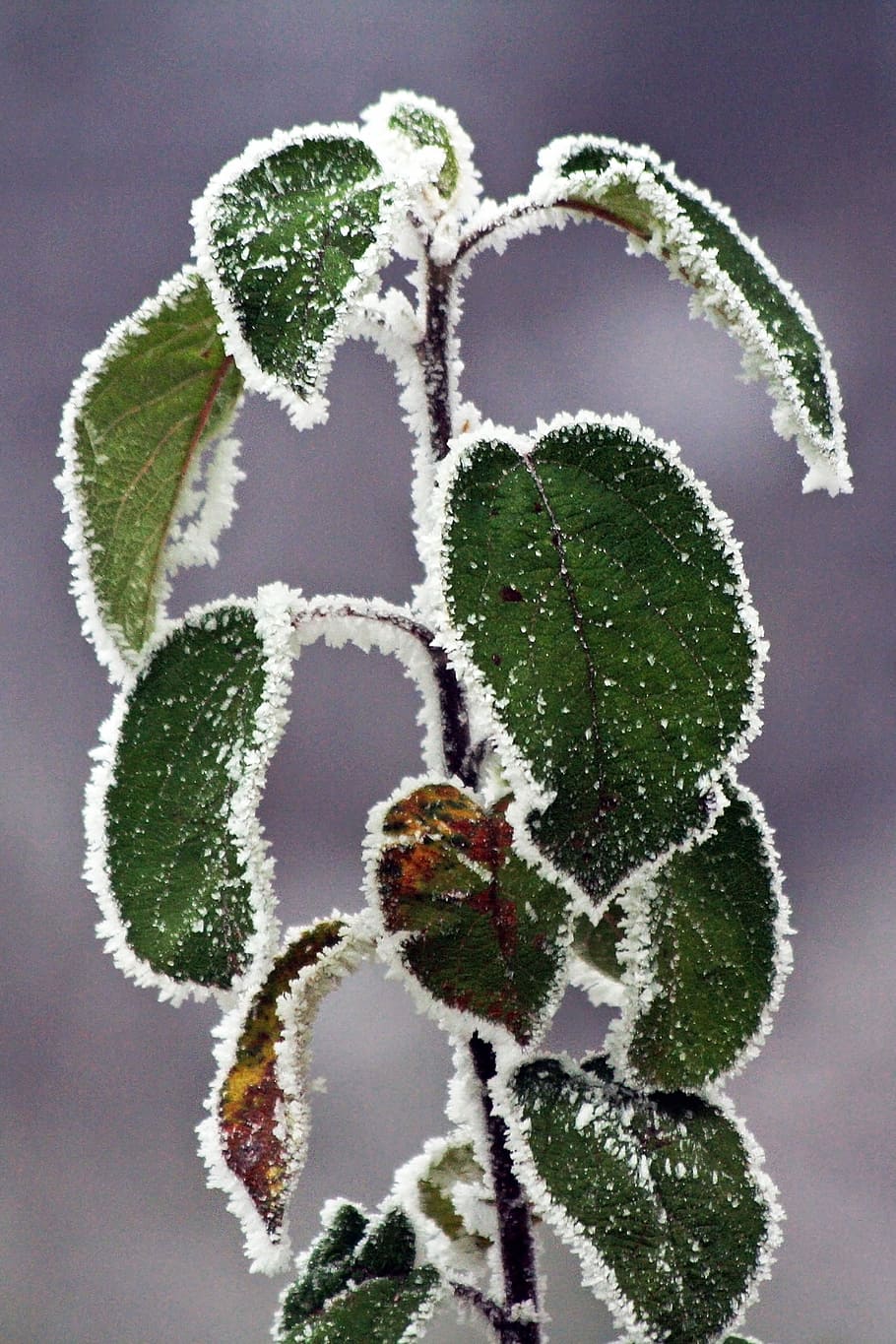 Winter, Frozen, Icing, Whites, Frost, cold, foliage, green HD wallpaper