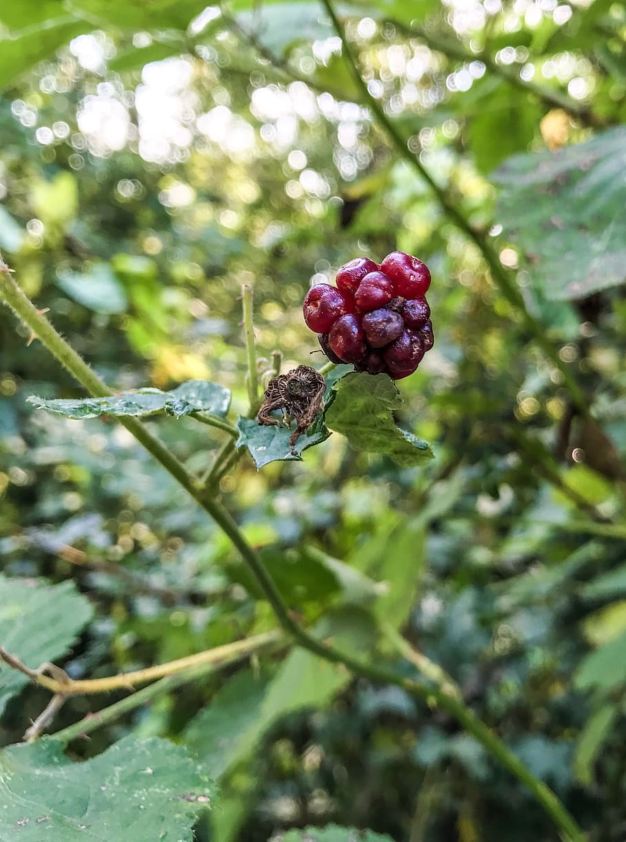 berries, shrubs, forest, bush, black berries, elder, autumn HD wallpaper