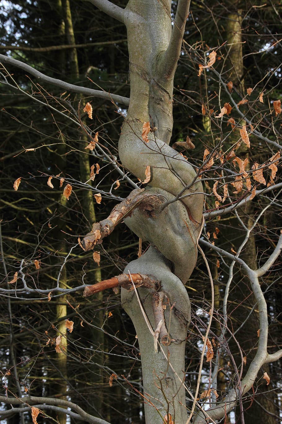 log, knot, strange, tree, nature, twisted, plant, branch, no people HD wallpaper