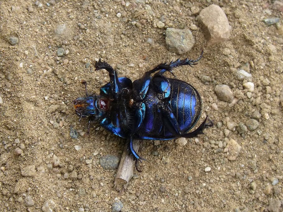 beetle, belly up, iridescent, bright, dead, insect, nature HD wallpaper