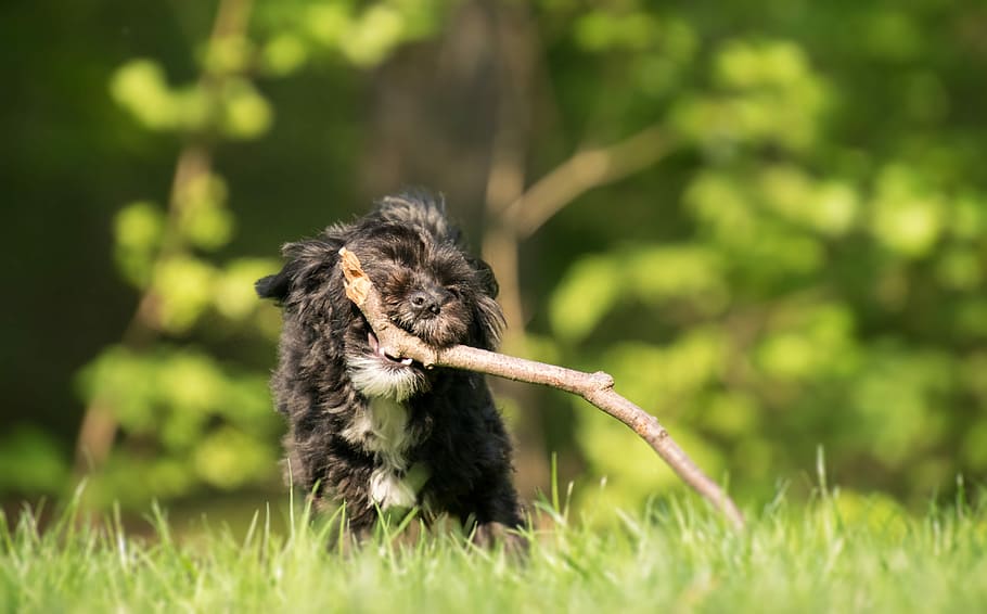 nature, grass, animal, animal themes, mammal, one animal, domestic HD wallpaper