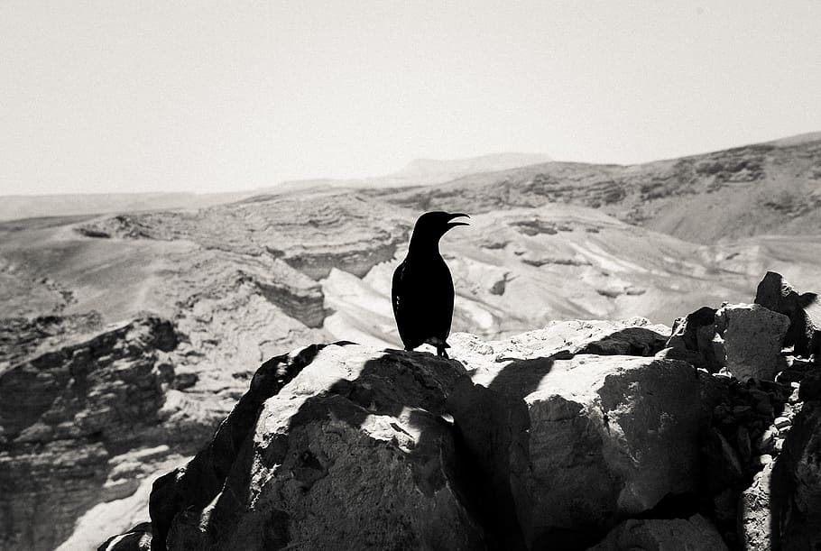 Crow on stone, animals, black and White, bird, nature, antarctica HD wallpaper