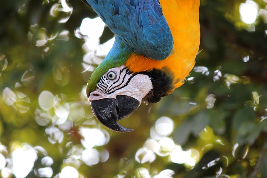 closeup photo of yellow-blue macaw, ave, jungle, parrot, animal HD wallpaper