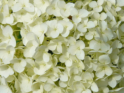 Hydrangea, Flower, White, flowers, view details, hydrangea macrophylla HD wallpaper