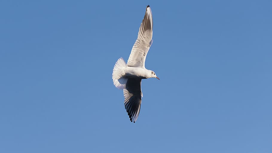 bird, flight, seagulls, nature, sky, flying, animals in the wild HD wallpaper