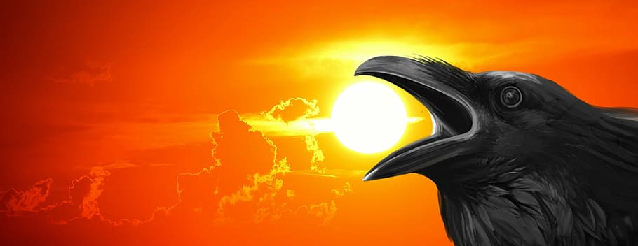 crow opening beak during sunset painting, raven, lawn bird, night, HD wallpaper