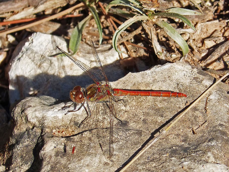 Dragonfly, Red, Wings, Insect, red dragonfly, detail, one animal HD wallpaper