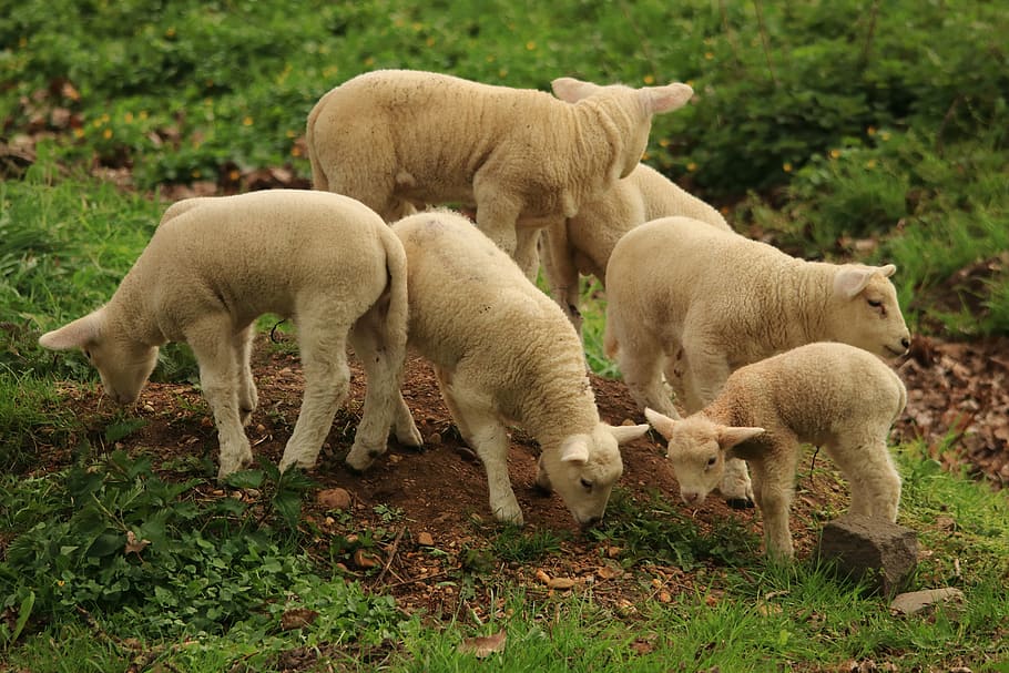 lamb, sheep, animal, cute, schäfchen, wool, animal world, lambs HD wallpaper