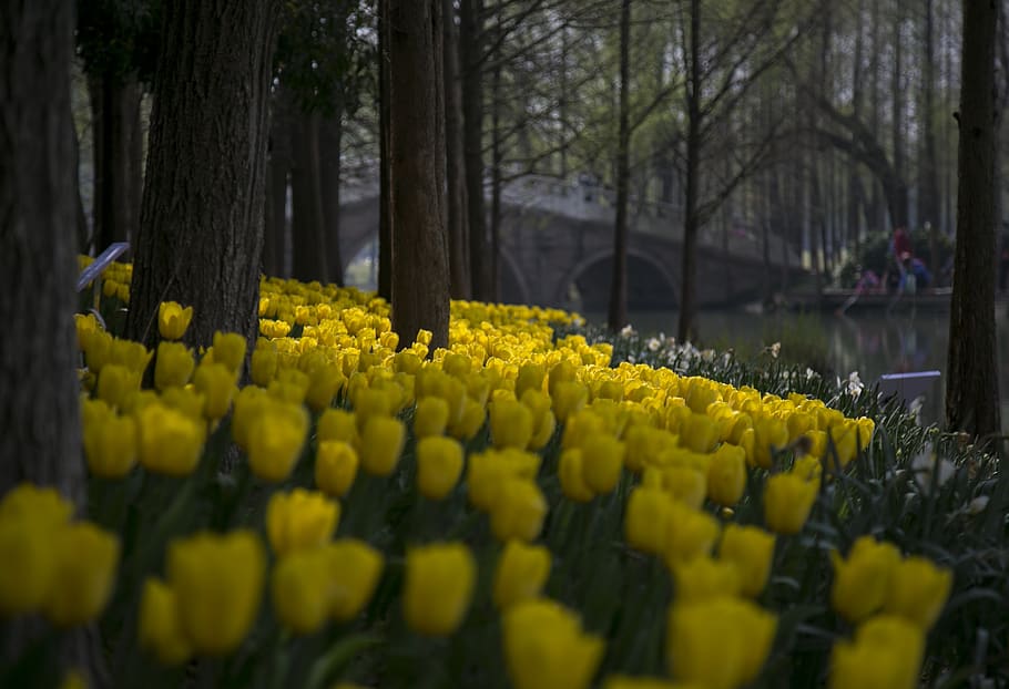 flower, tulip, nature, yellow, plant, growth, flowering plant HD wallpaper