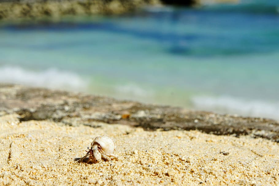 cancer, shell, beach, crab, sea animals, hermit crab, sand HD wallpaper
