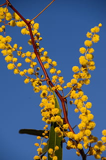 acacia, wattle, flowers, yellow, australian native, many, blue sky HD wallpaper