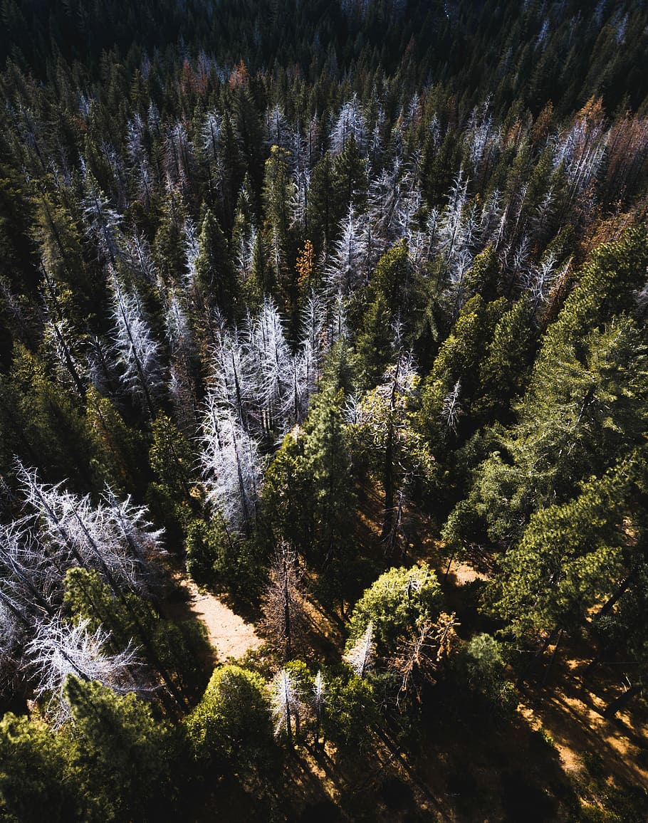 aerial view of green leafed trees, birds eye photography of trees HD wallpaper